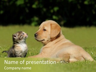 Two Lying Cat PowerPoint Template