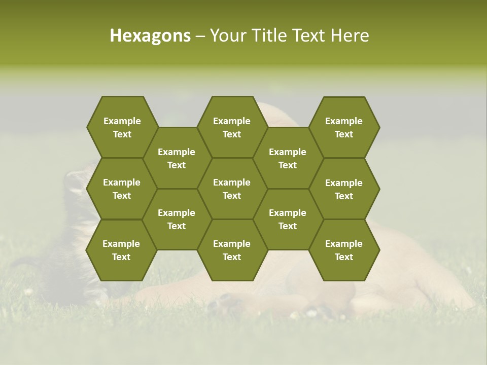 Two Lying Cat PowerPoint Template