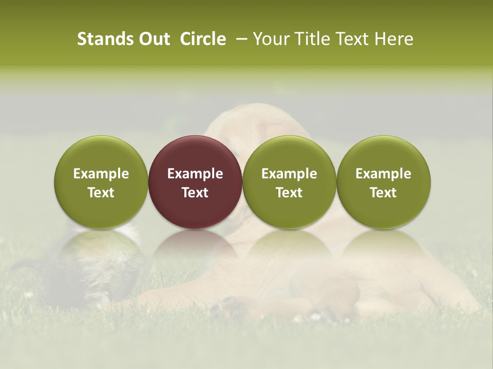 Two Lying Cat PowerPoint Template