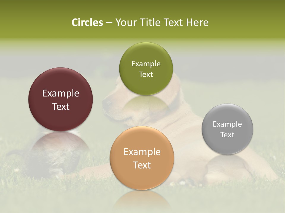 Two Lying Cat PowerPoint Template