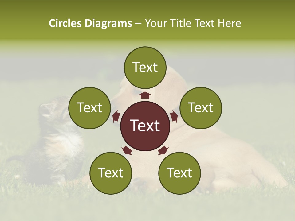 Two Lying Cat PowerPoint Template