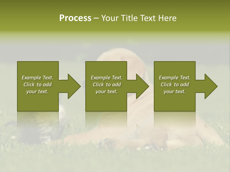 Two Lying Cat PowerPoint Template