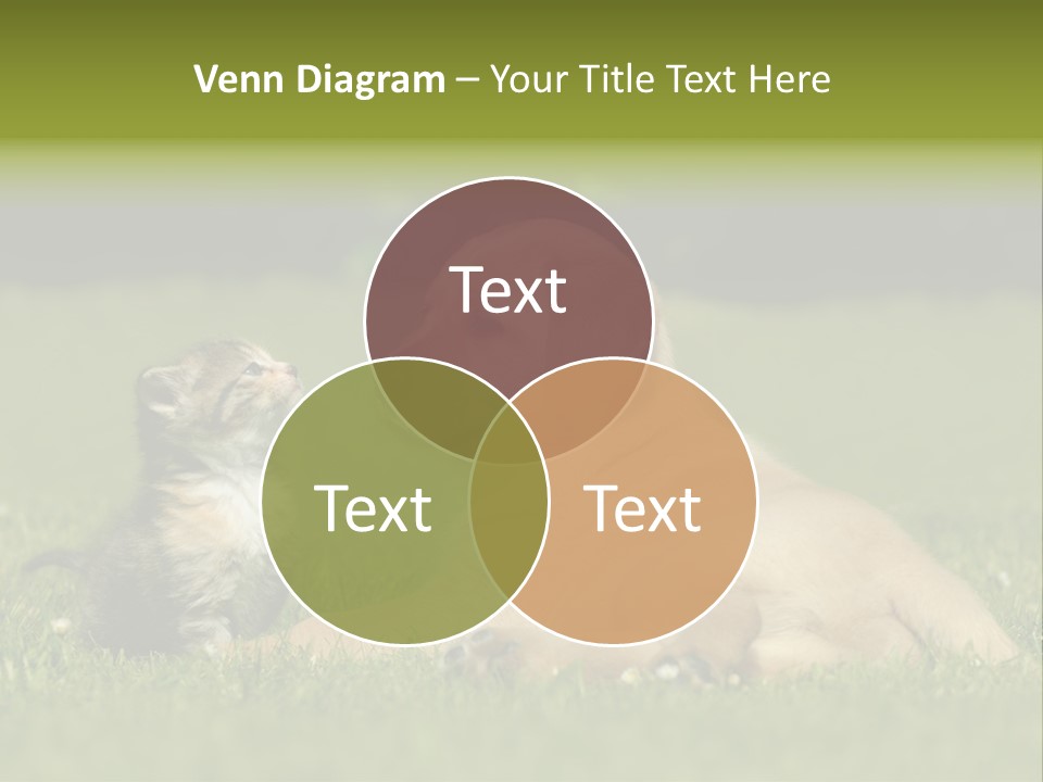 Two Lying Cat PowerPoint Template