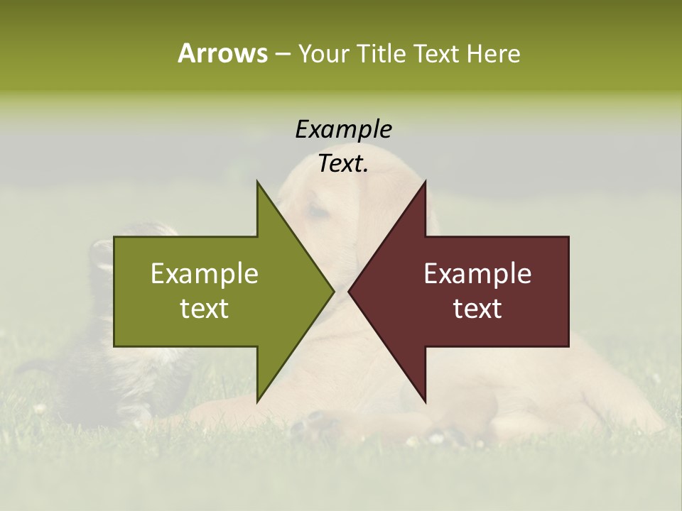 Two Lying Cat PowerPoint Template