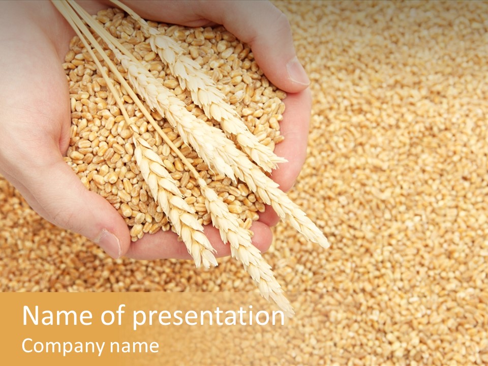 Agricultural Ears Harvest PowerPoint Template