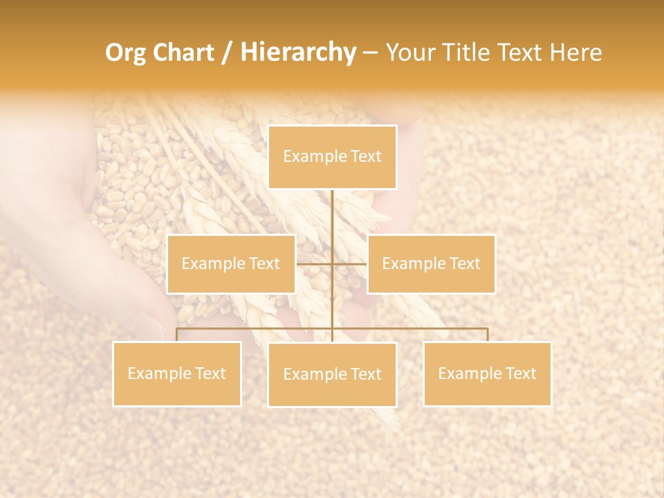 Agricultural Ears Harvest PowerPoint Template