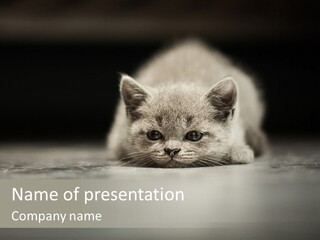 Puss Indoor Beauty PowerPoint Template