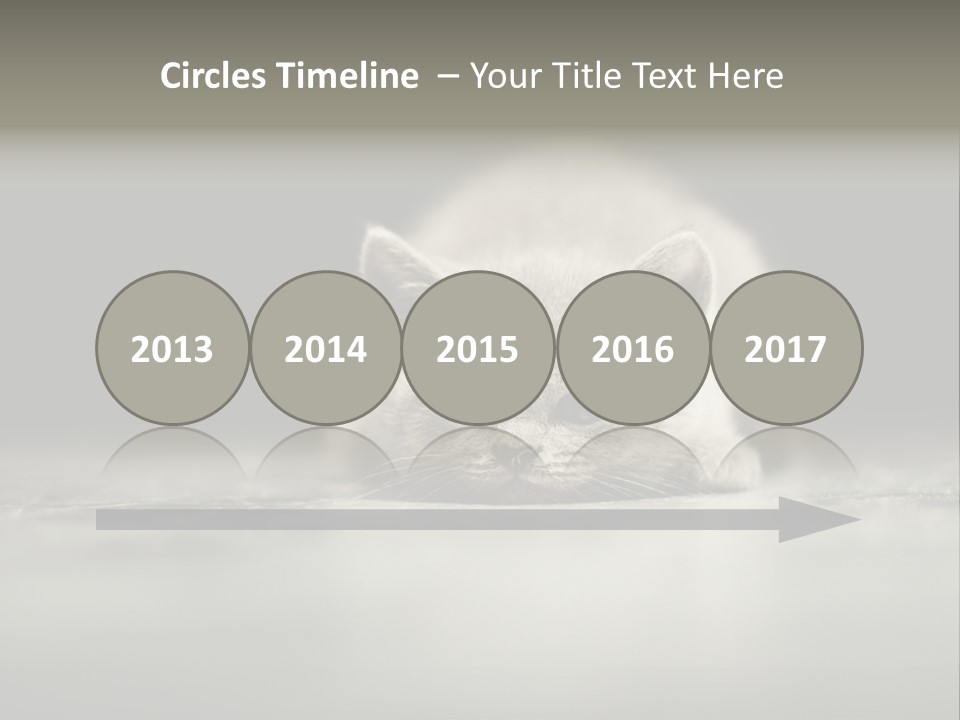 Puss Indoor Beauty PowerPoint Template