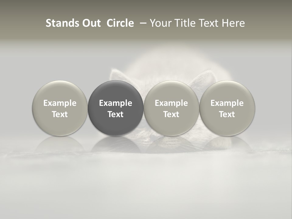 Puss Indoor Beauty PowerPoint Template