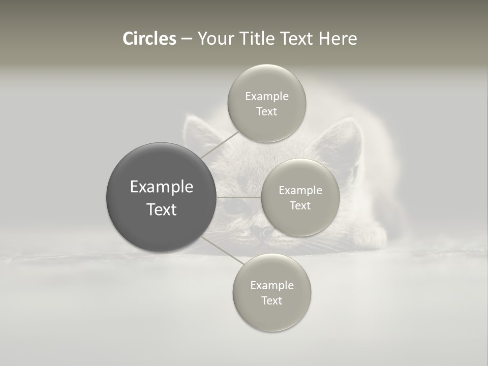 Puss Indoor Beauty PowerPoint Template