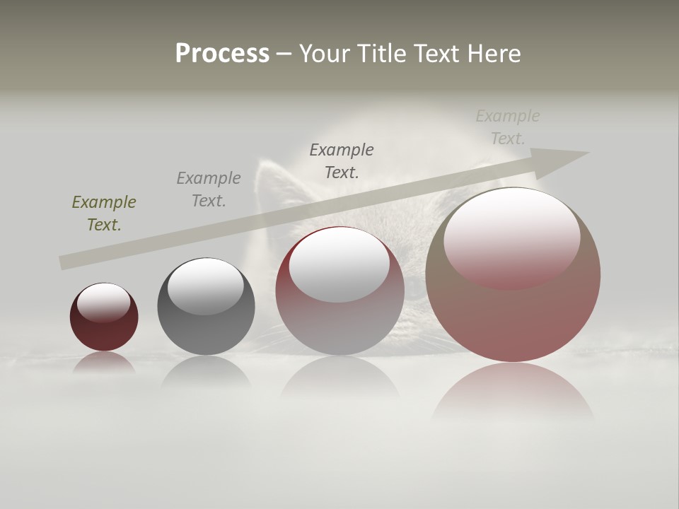 Puss Indoor Beauty PowerPoint Template