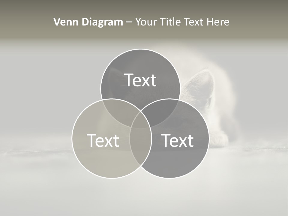 Puss Indoor Beauty PowerPoint Template