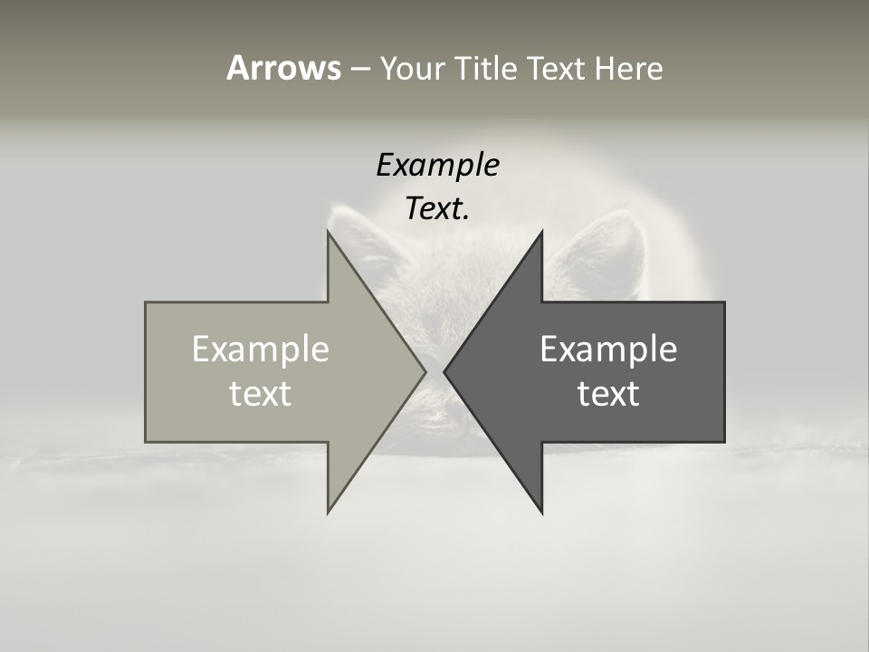 Puss Indoor Beauty PowerPoint Template