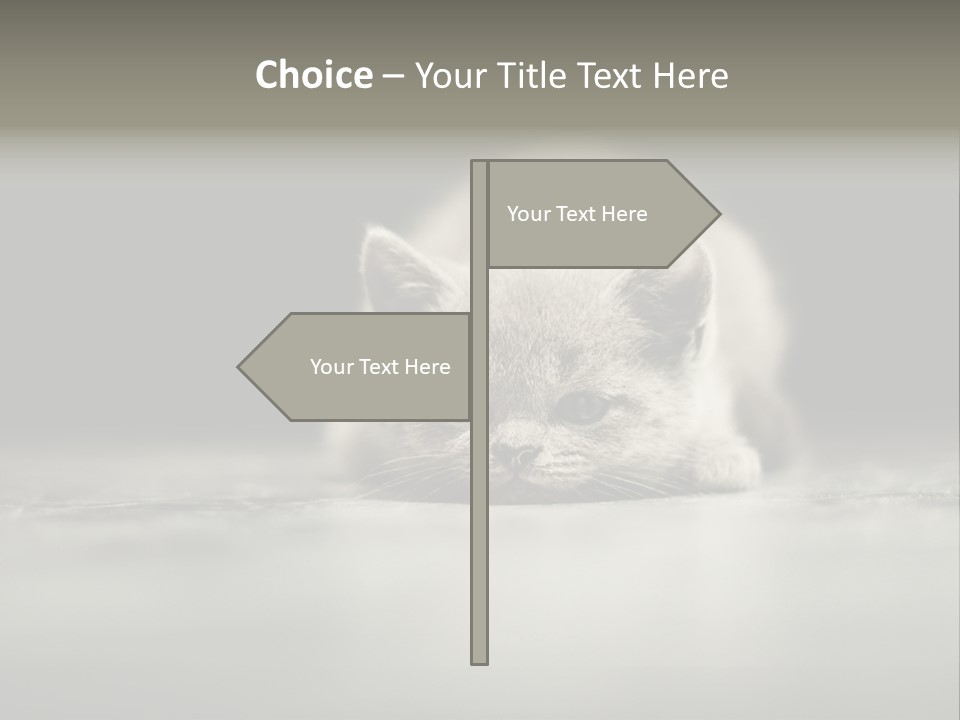 Puss Indoor Beauty PowerPoint Template