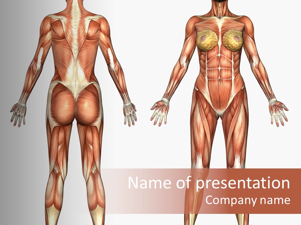 Strength Biological Muscular PowerPoint Template