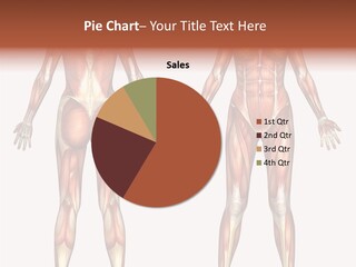 Strength Biological Muscular PowerPoint Template