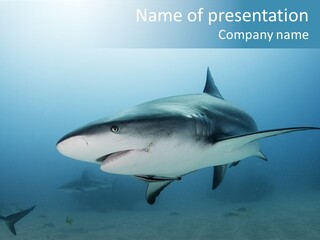 Sea Life Wildlife Sea PowerPoint Template