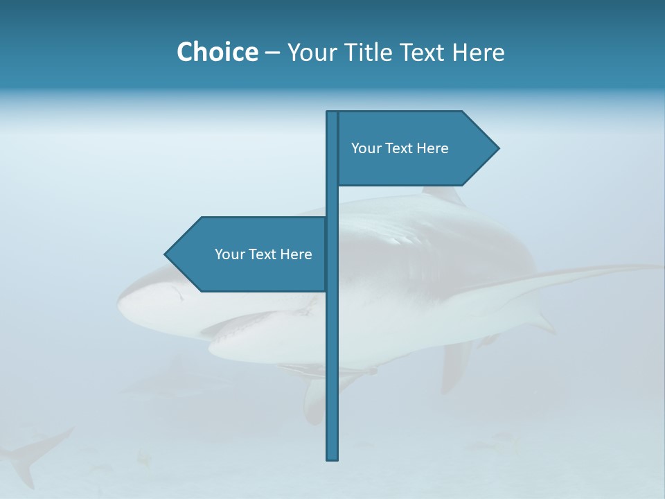 Sea Life Wildlife Sea PowerPoint Template