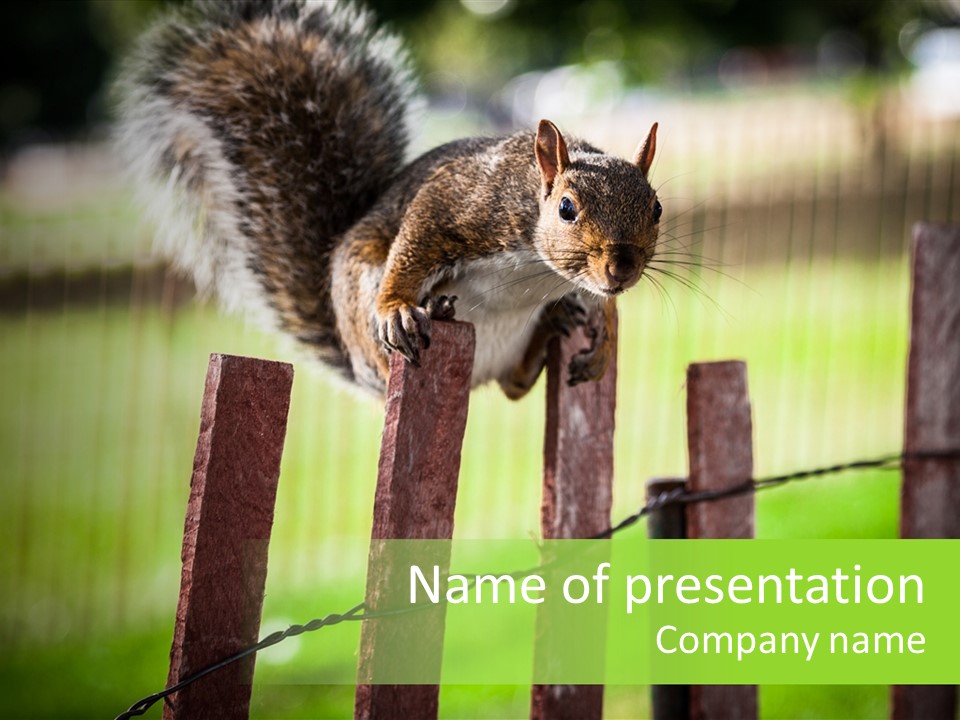 Concepts And Ideas Balance Squirrel PowerPoint Template