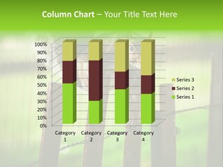 Concepts And Ideas Balance Squirrel PowerPoint Template