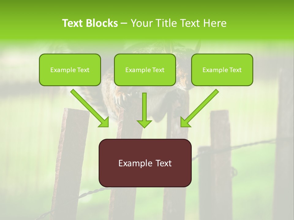 Concepts And Ideas Balance Squirrel PowerPoint Template