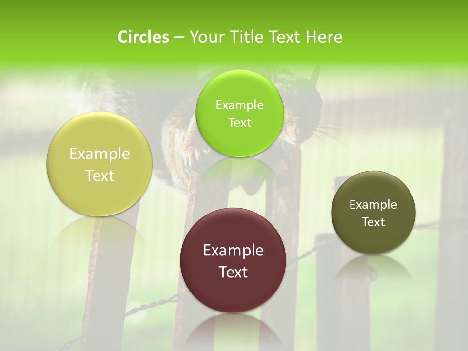 Concepts And Ideas Balance Squirrel PowerPoint Template