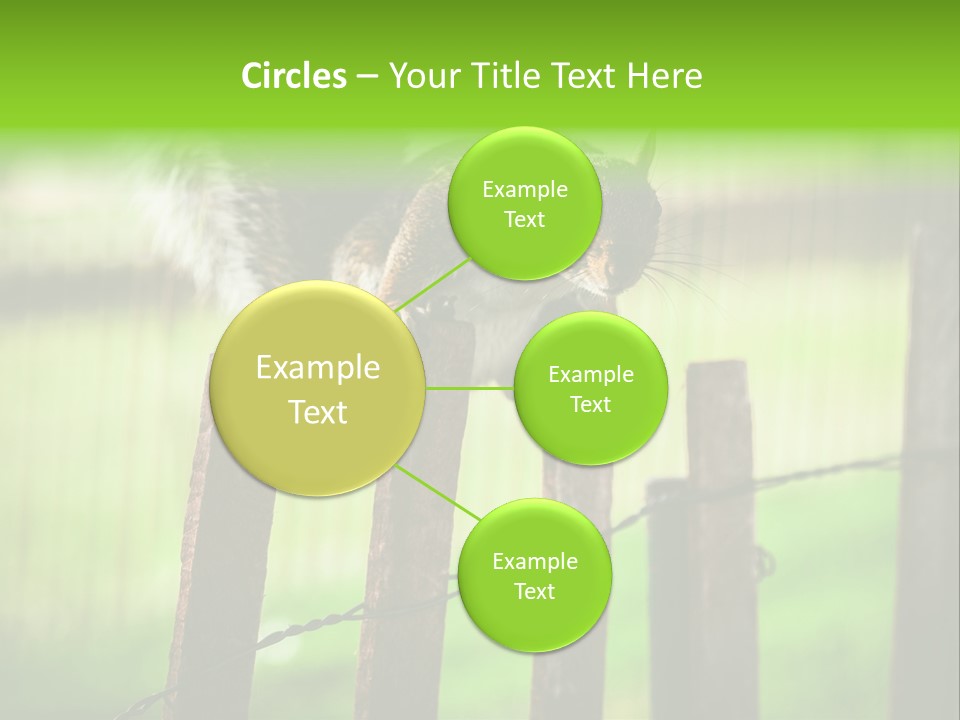 Concepts And Ideas Balance Squirrel PowerPoint Template
