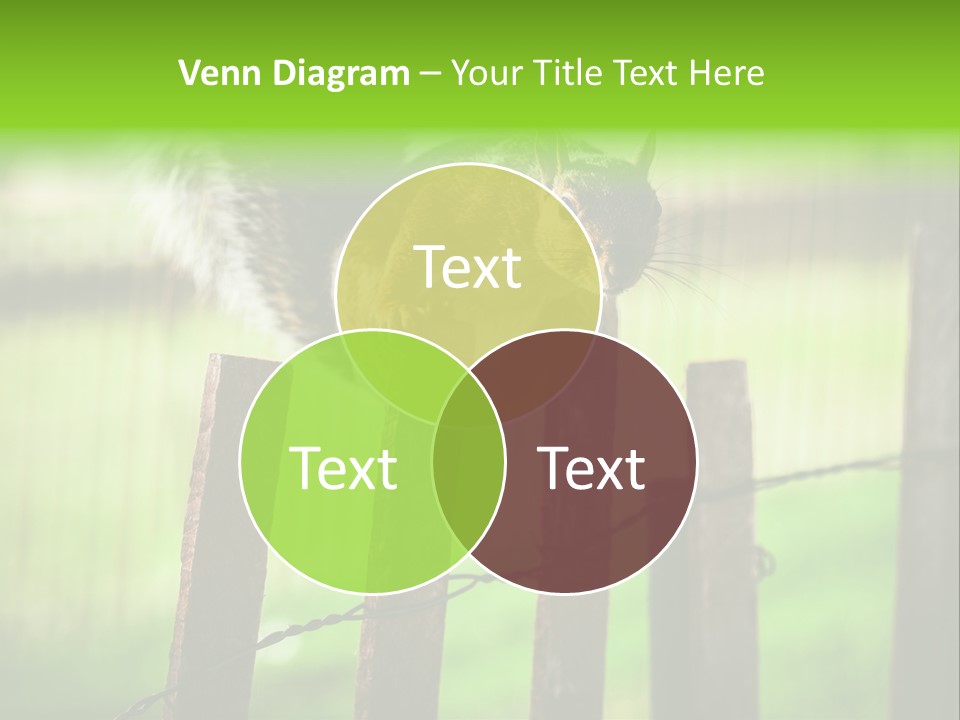 Concepts And Ideas Balance Squirrel PowerPoint Template