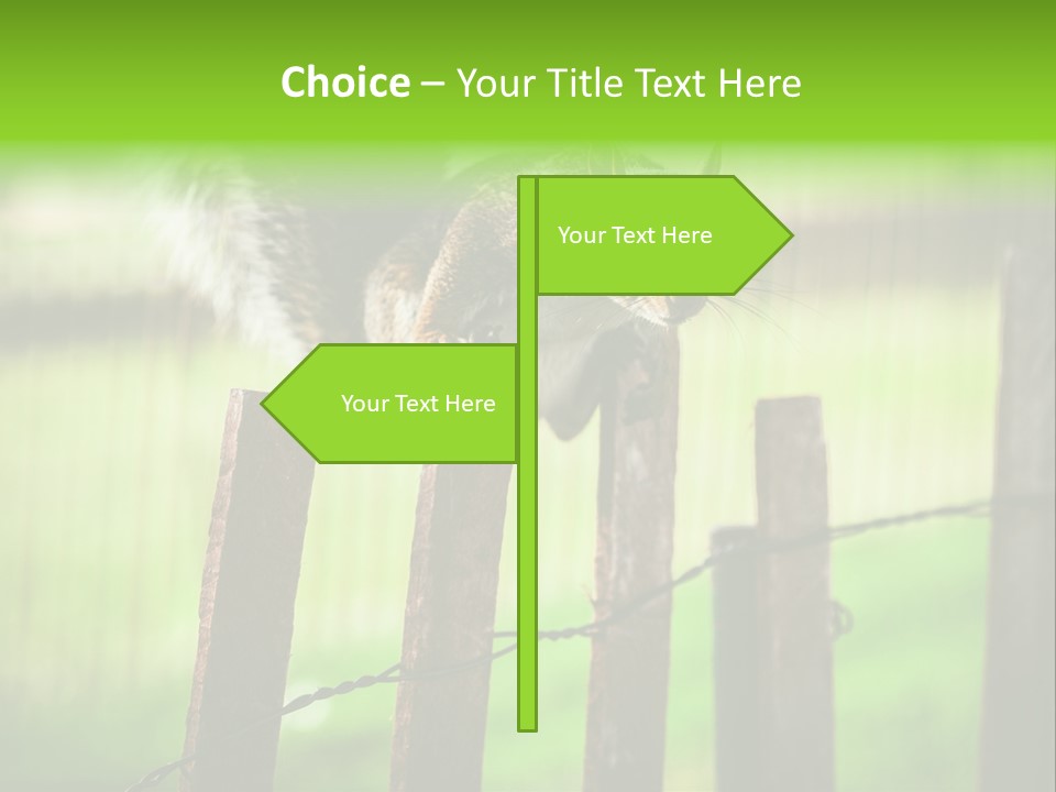 Concepts And Ideas Balance Squirrel PowerPoint Template