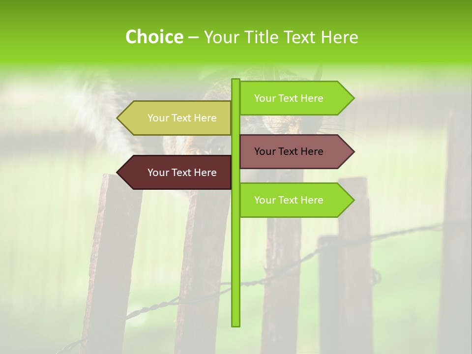 Concepts And Ideas Balance Squirrel PowerPoint Template