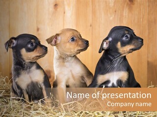 Indoors Ranch Animals PowerPoint Template