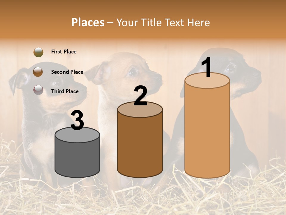 Indoors Ranch Animals PowerPoint Template