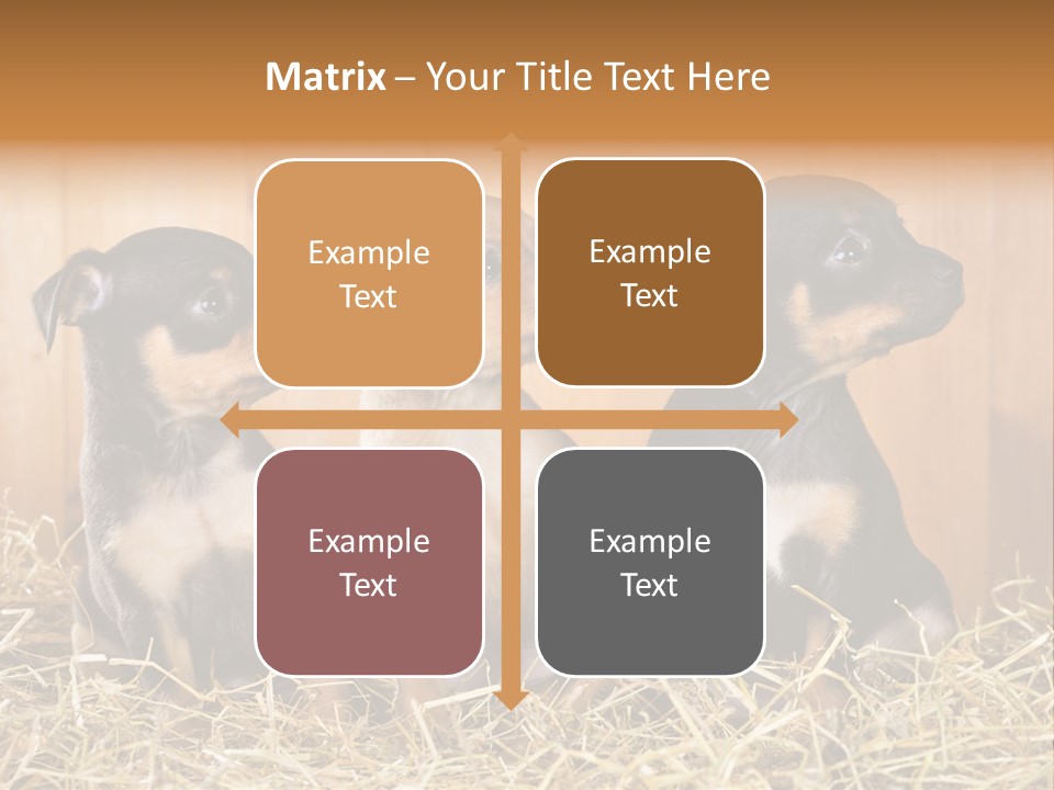 Indoors Ranch Animals PowerPoint Template