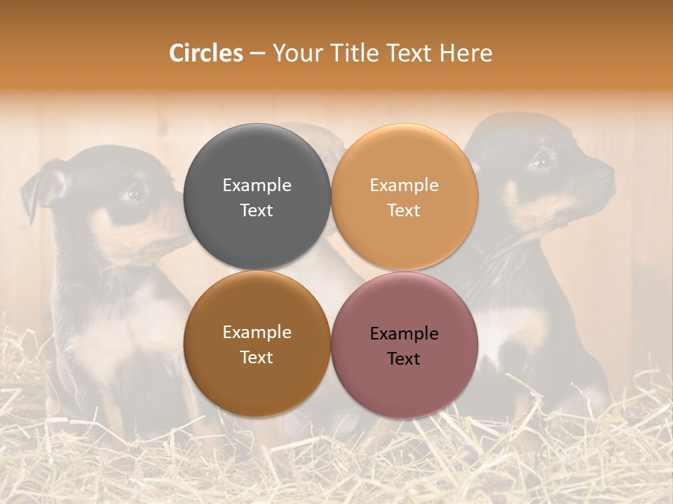 Indoors Ranch Animals PowerPoint Template