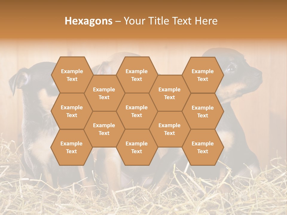 Indoors Ranch Animals PowerPoint Template