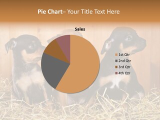 Indoors Ranch Animals PowerPoint Template