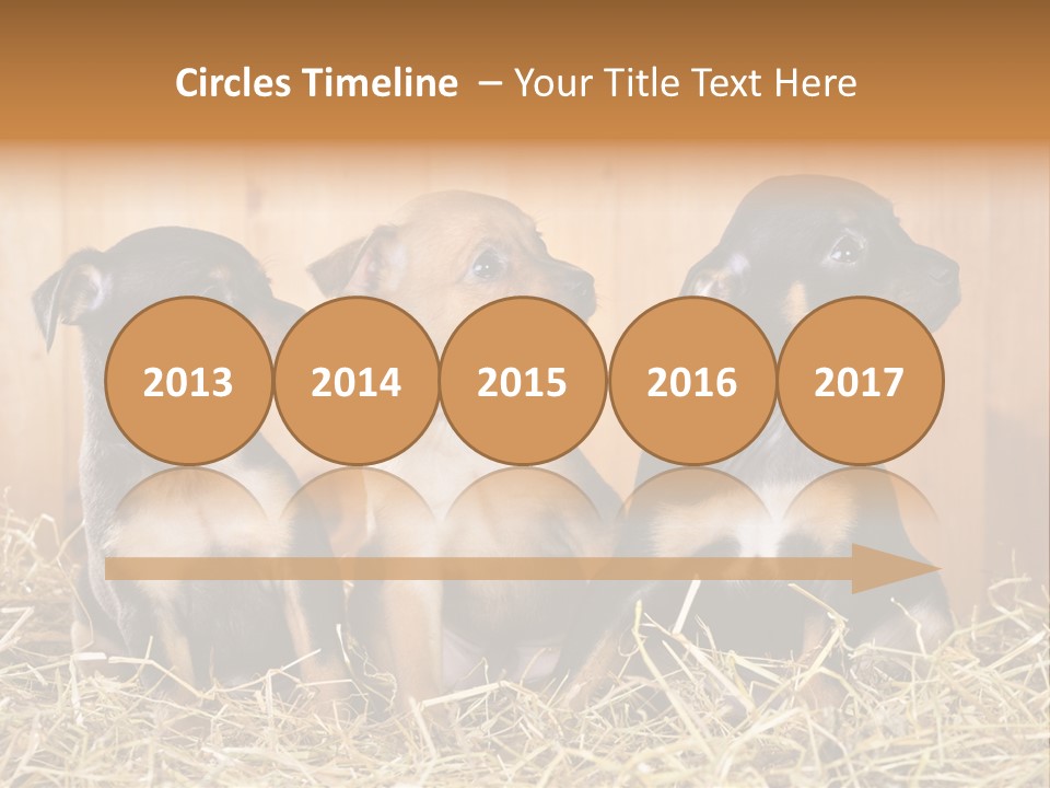 Indoors Ranch Animals PowerPoint Template