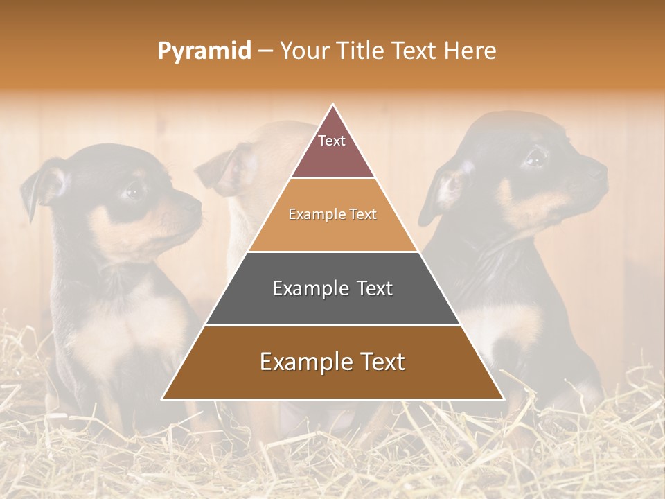 Indoors Ranch Animals PowerPoint Template