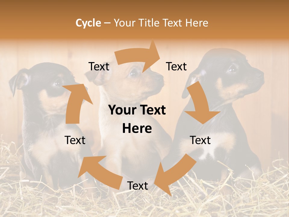 Indoors Ranch Animals PowerPoint Template