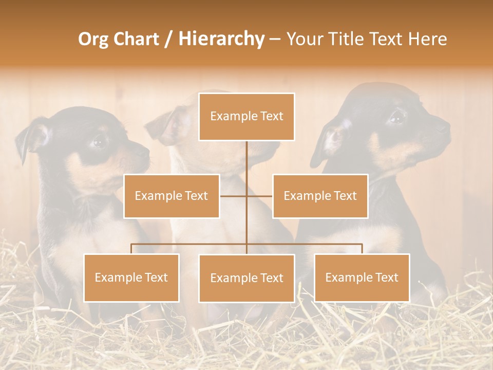 Indoors Ranch Animals PowerPoint Template