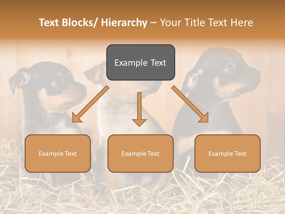 Indoors Ranch Animals PowerPoint Template