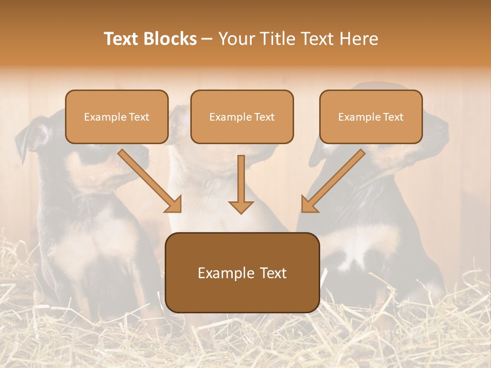 Indoors Ranch Animals PowerPoint Template