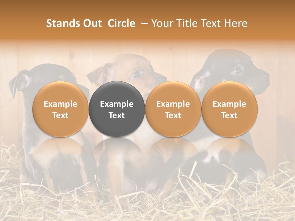 Indoors Ranch Animals PowerPoint Template