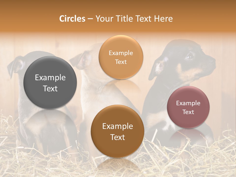 Indoors Ranch Animals PowerPoint Template