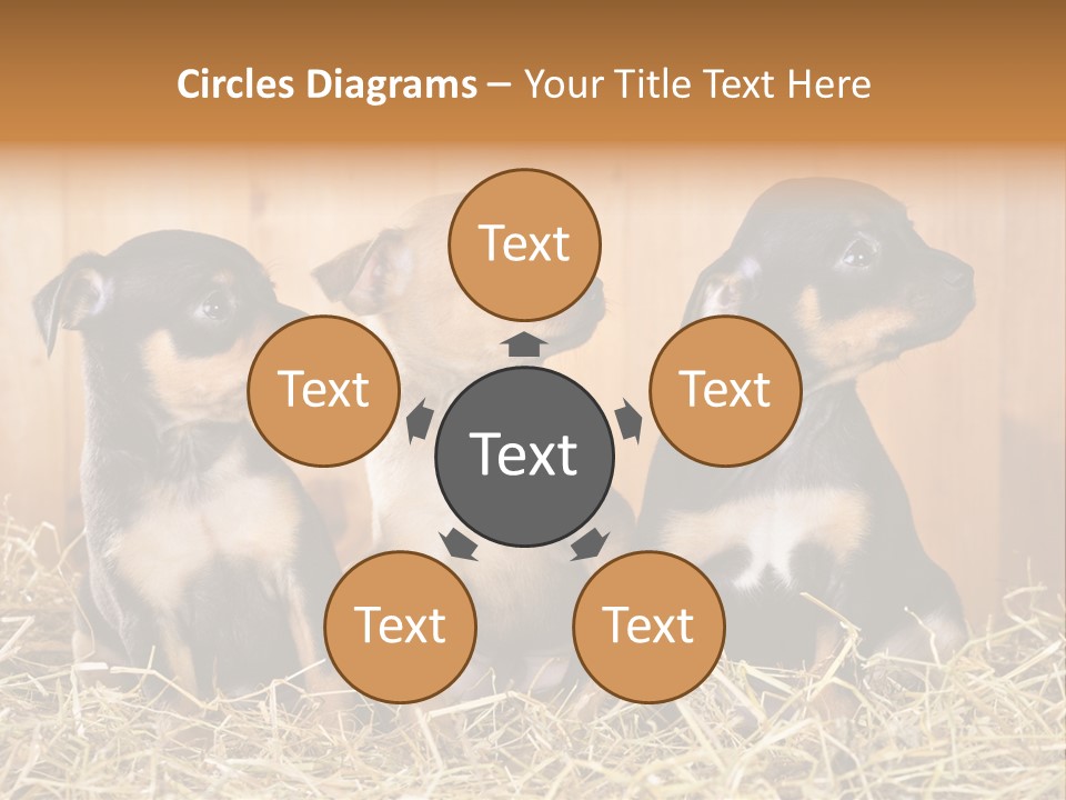 Indoors Ranch Animals PowerPoint Template