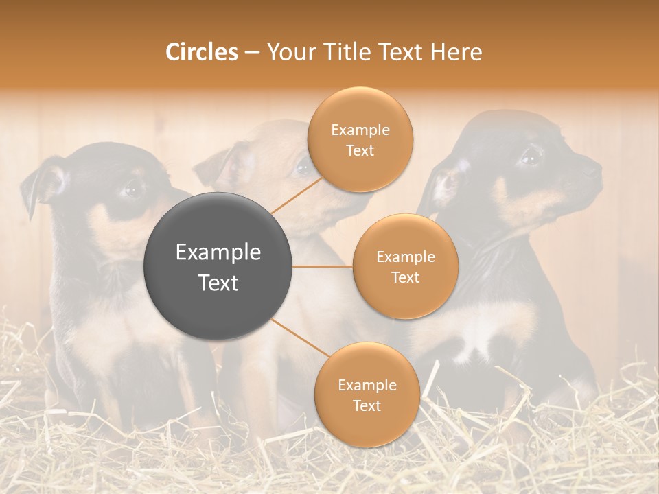 Indoors Ranch Animals PowerPoint Template