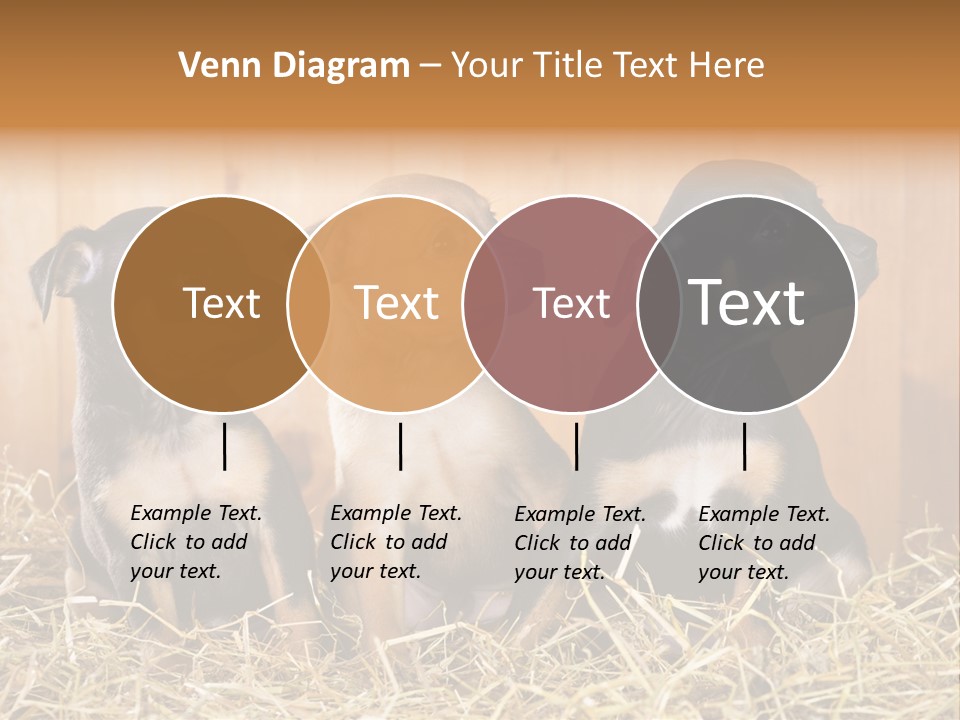 Indoors Ranch Animals PowerPoint Template