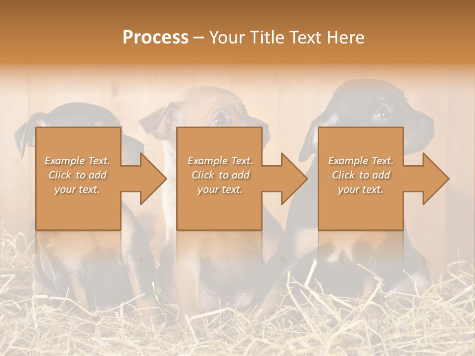 Indoors Ranch Animals PowerPoint Template