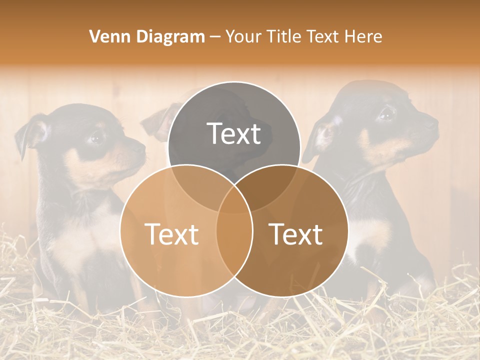Indoors Ranch Animals PowerPoint Template