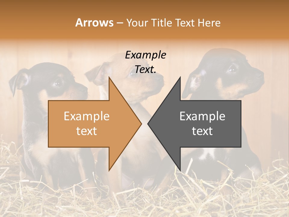 Indoors Ranch Animals PowerPoint Template